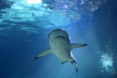 Killikus&reg; Fotographie